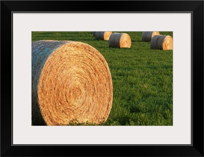 Hay Bales In Green Alfalfa Field, Alberta, Canada