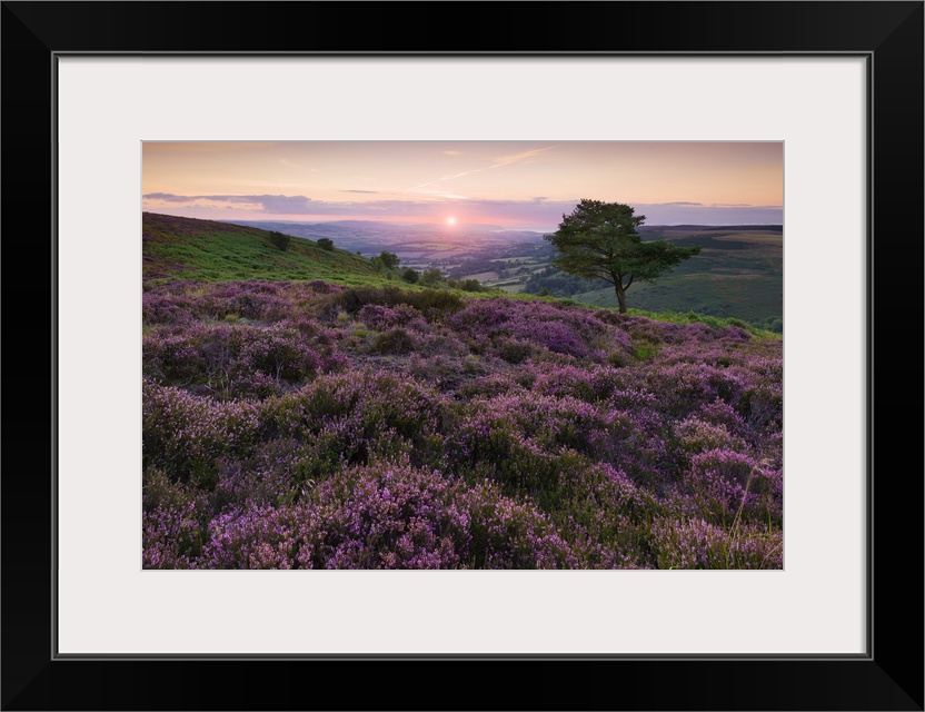 Heather at Wills Neck in the Quantock Hills Area of Outstanding Natural Beauty.