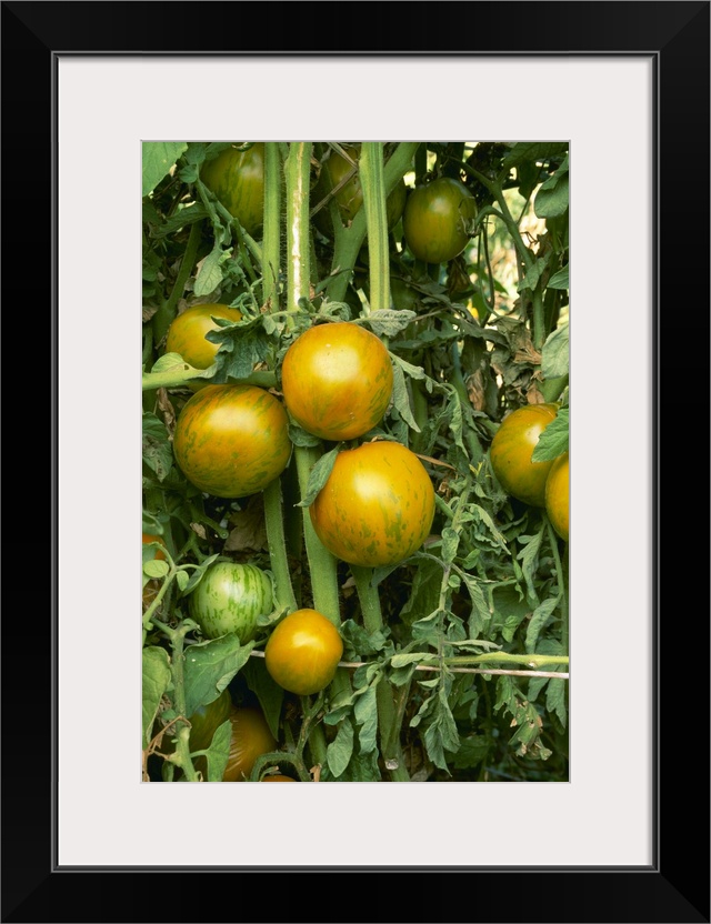 Heirloom tomatoes on the vine, Green Zebra variety, California