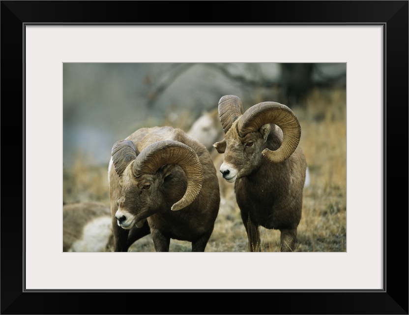 Herd of bighorn sheep (ovis canadensis) grazing in a mountain valley, Augusta, Montana, united states of America.