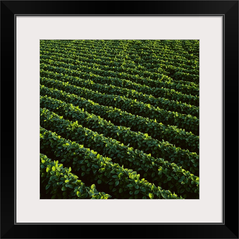 High angle view of rows of mid growth soybean plants, Central Iowa