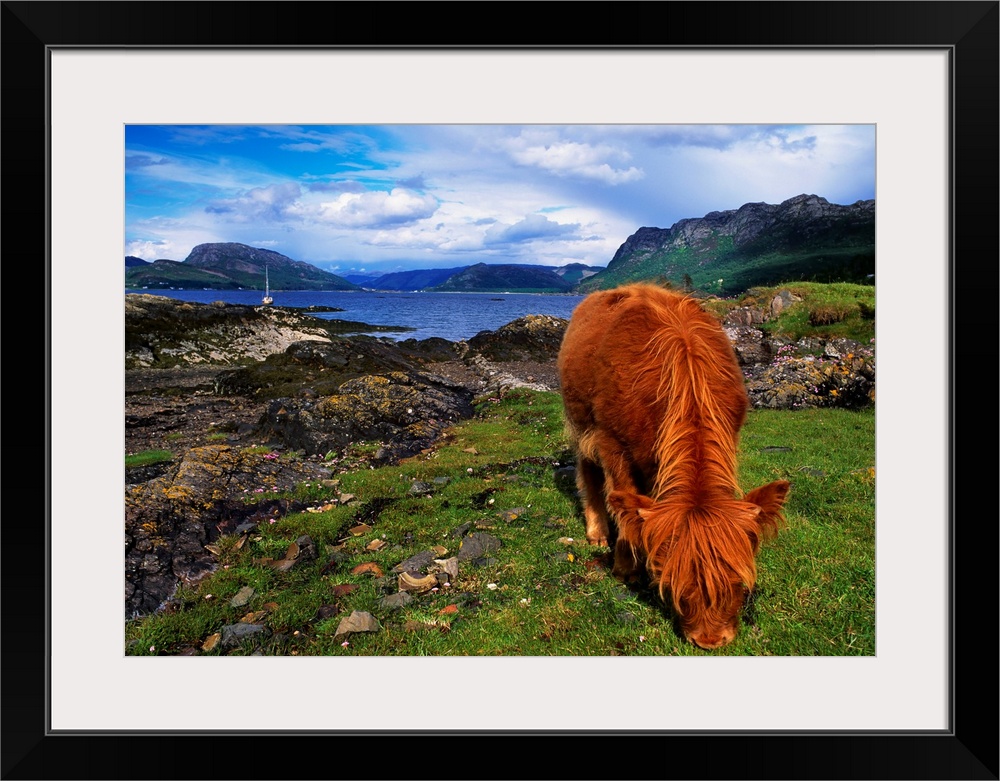 Highland Cattle, Scotland