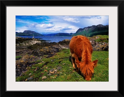 Highland Cattle, Scotland