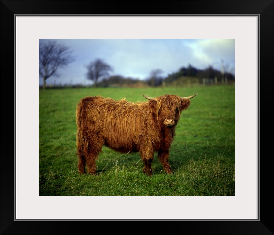 Highland Cow, County Donegal, Ireland