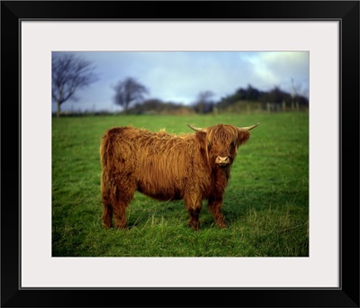 Highland Cow, County Donegal, Ireland