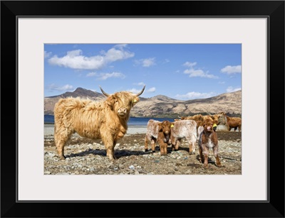 Highland Cows, Loch Buie, Isle Of Mull, Argyll And Bute, Inner Hebrides, Scotland, UK