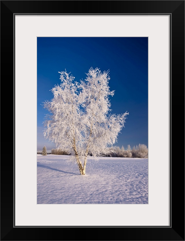 Hoarfrost Covered Birch Tree, Winter, Interior Alaska, Usa.