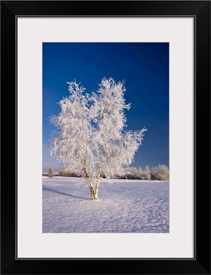 Hoarfrost Covered Birch Tree, Alaska