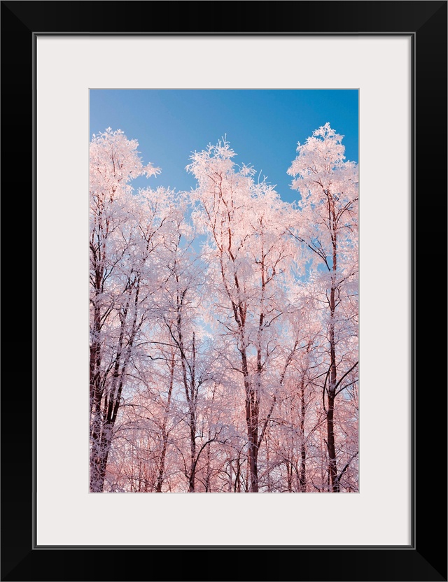 Hoarfrost covered birch trees, Winter, Russian Jack Park, Anchorage, Alaska.