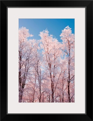 Hoarfrost covered birch trees in Russian Jack Park, Anchorage, Alaska