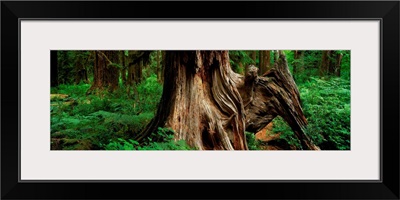 Hoh Rainforest, Old Growth Trunk; Olympic National Park, Washington State