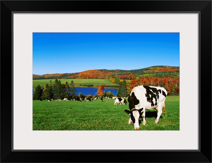 Holstein dairy cows grazing in a pasture with a lake and Fall colors in the background