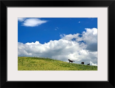 Horses Galloping On Hill