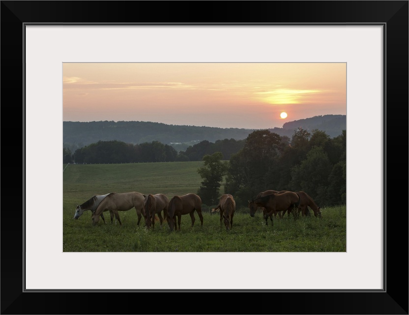 Horses graze on grass at sunset in rural farmland. Millersburg, Ohio