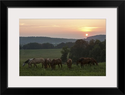 Horses Graze On Grass At Sunset In Rural Farmland, Millersburg, Ohio