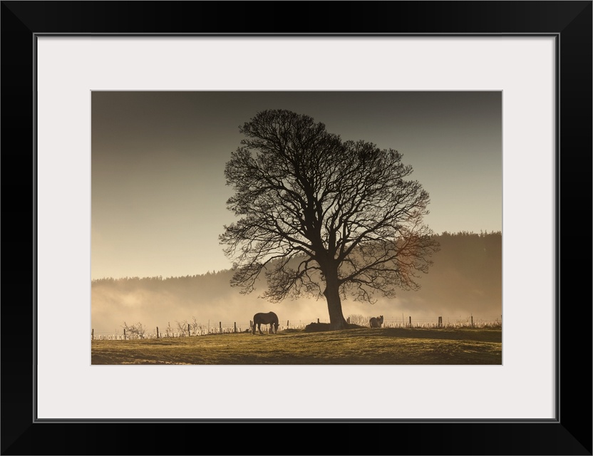 Horses Grazing In A Field Covered With Fog, Northumberland, England