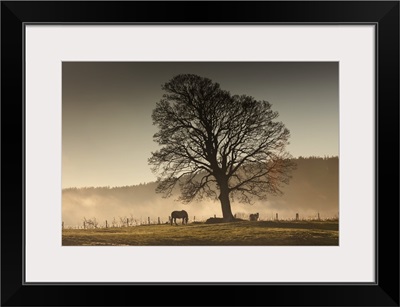 Horses Grazing In A Field Covered With Fog, Northumberland, England