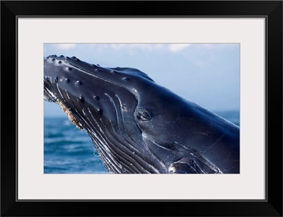 Humpback Breaching In Inside Passage Near Fairweather Range, Southeast Alaska