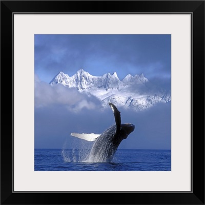 Humpback Whale Breaches in Clearing Fog SE AK Spring w/Mendenhall