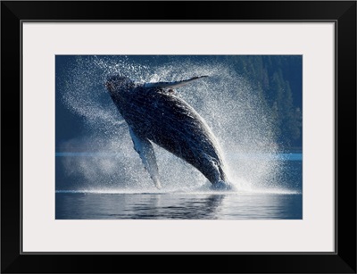 Humpback Whale Breaching In The Waters Of The Inside Passage, Southeast Alaska