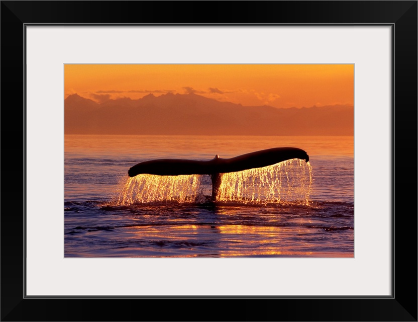 The flipper of a diving whale protruding from the sea as the sun reflects off the water.