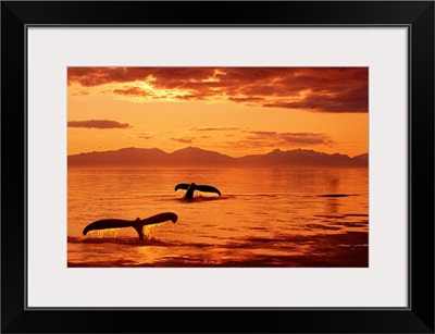 Humpback Whale Tails at Sunset SE Digital Composite