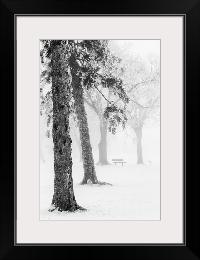 Ice fog in winter assiniboine park, Winnipeg manitoba canada