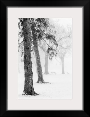 Ice fog in winter assiniboine park, Winnipeg manitoba canada