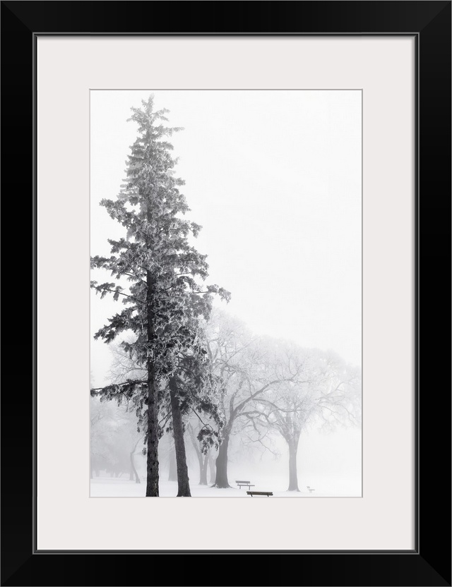 Ice Fog In Winter In Assiniboine Park, Winnipeg, Manitoba, Canada