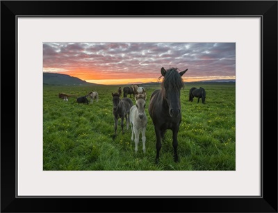Icelandic Horses Walking In A Grass Field At Sunset, Hofsos, Iceland