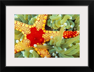 Indonesia, Close-Up Of Red And Yellow Sea Star On Coral