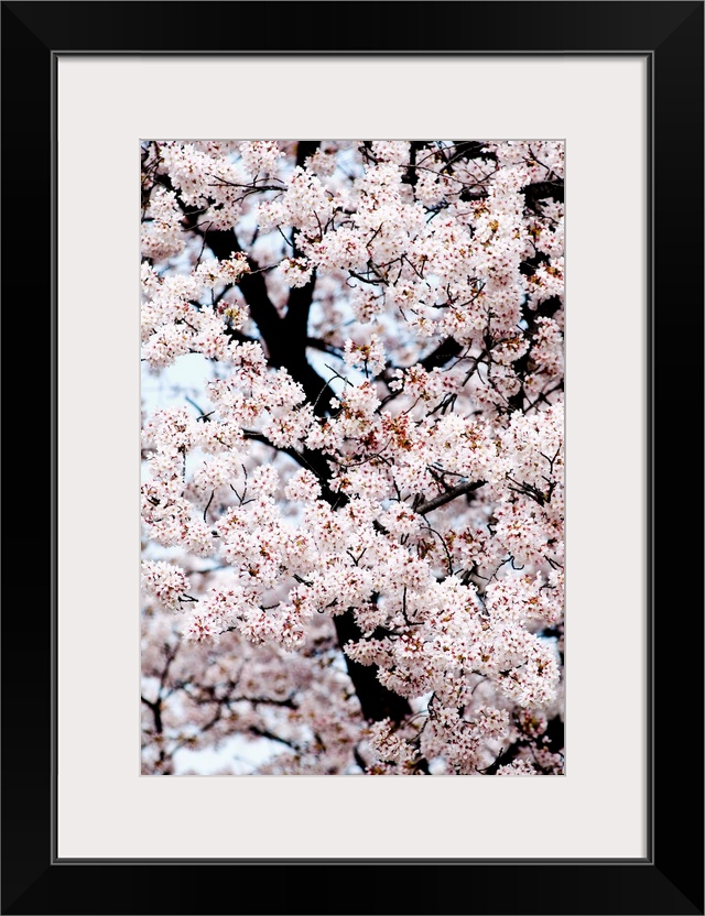 Japan, Tokyo, Shinjuku Gyoen Park, Cherry Blossom Season