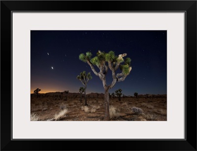 Joshua trees (Yucca brevifolia) standing in front of a starry night sky; Joshua Tree National Park, California, United States of America