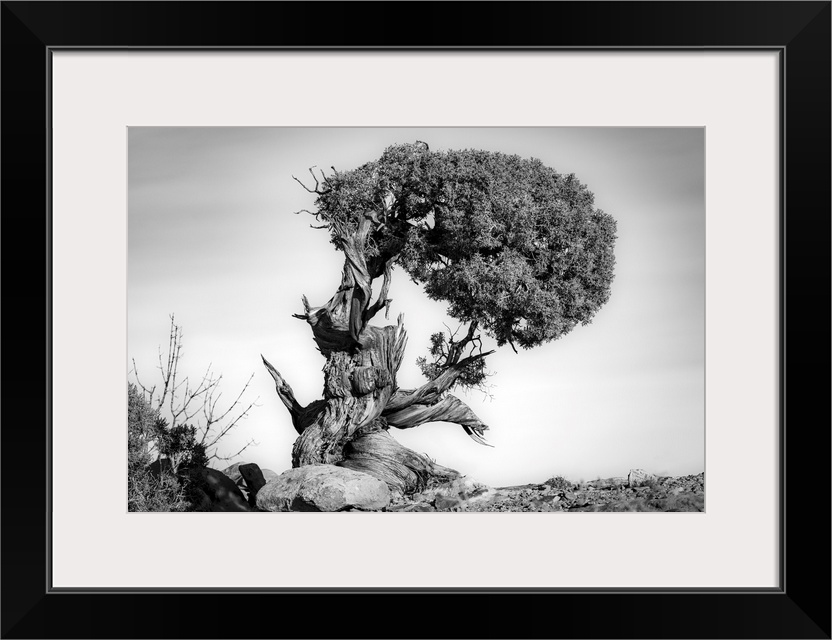 Black and white image of a very old twisted and gnarled Juniper tree in Canyonlands National Park, Moab, Utah, United Stat...