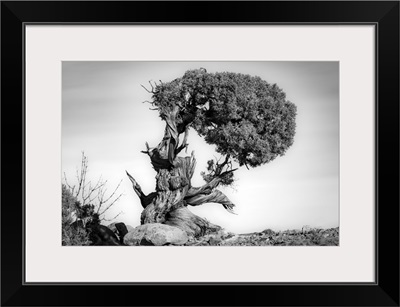 Juniper Tree In Canyonlands National Park, Moab, Utah