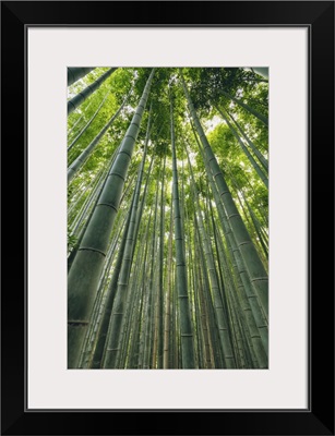 Kameyama Bamboo Forest, Kyoto, Kansai, Japan