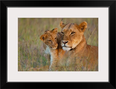 Kenya, Lioness with cub at dusk in Ol Pejeta Conservancy, Laikipia Country