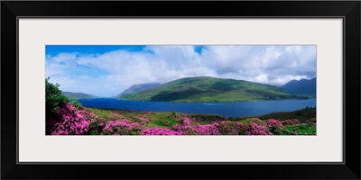 Killary Harbour With Wildflowers, County Galway, Ireland