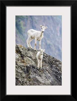 Lamb And An Older Dall Sheep, Chugach Mountains, Alaska