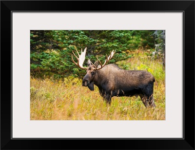 Large bull moose at Powerline Pass in the Chugach State Park, Anchorage, Alaska