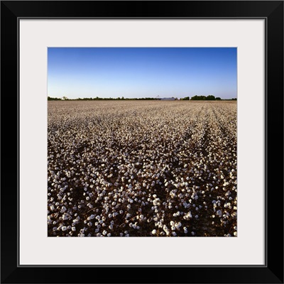 Large field of harvest stage cotton with farm buildings and grain bins in late afternoon