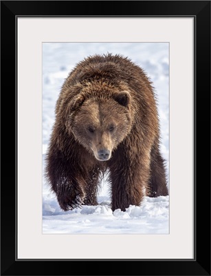 Large Male Brown Bear Walks In Snow, Alaska Wildlife Conservation Center, Alaska