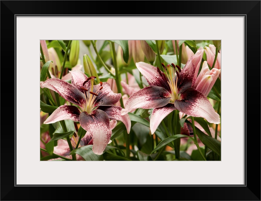 Large, pink oriental lilies. Longwood Gardens, Pennsylvania.