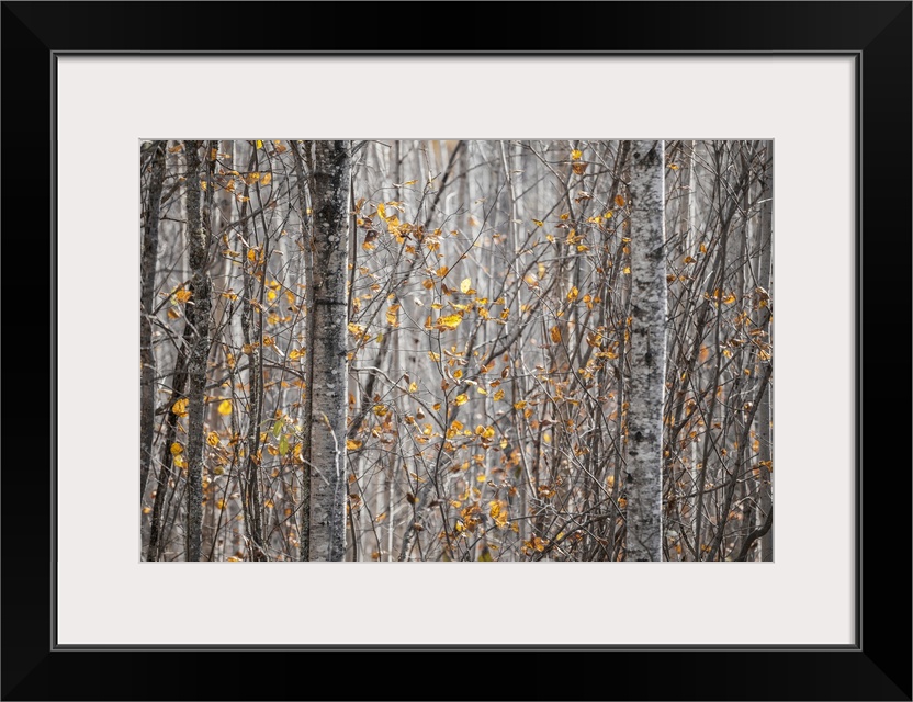 Last of the leaves on the trees in a forest in autumn; Thunder Bay, Ontario, Canada.