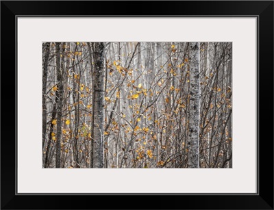 Last Of The Leaves On The Trees In A Forest In Autumn, Thunder Bay, Ontario, Canada