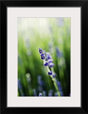 Lavender (Lavandula Angustifolia) Stem And Blossoms In Field