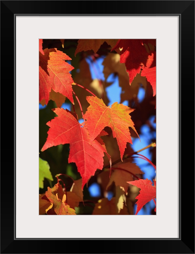 Leaves In Autumn Colors In Willamette Valley, Oregon