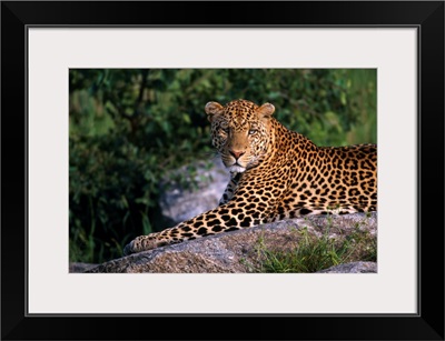 Leopard Laying On Kopje, Serengeti National Park