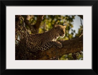 Leopard Looking For Prey, Maasai Mara National Reserve, Kenya