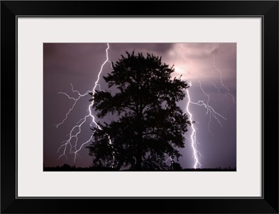 Lightning Strikes In The Sky Behind A Tree; Alberta, Canada